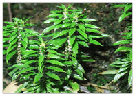 アルツハイマー病のための99% Huperzia Serrataの植物のエキスの粉の全ハーブ