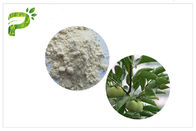 反蟹座のUrsolicの酸の粉、CAS 77 52 1つの柿の葉のエキスのサプリメント